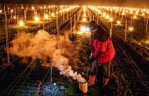 Wine grower Patrick Clavelin repairs a large anti-frost candle in a vineyard of the Jura region, central France. April 2022