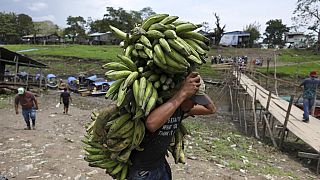 Banánszedő