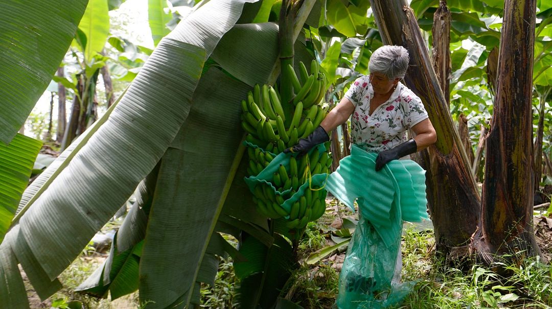 How has the RussiaUkraine war devastated Ecuador's banana industry