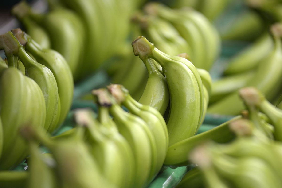How has the RussiaUkraine war devastated Ecuador's banana industry