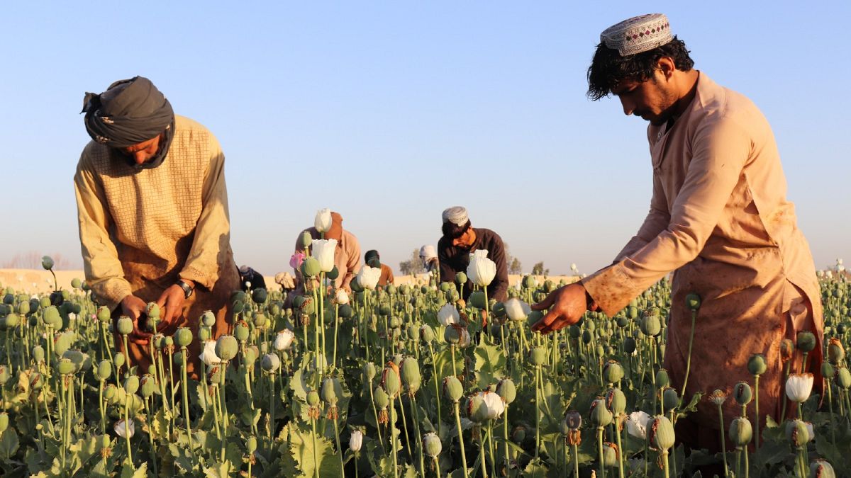 Afghan farmers harvest poppy in Nad Ali district, Helmand province, Afghanistan, Friday, April 1, 2022