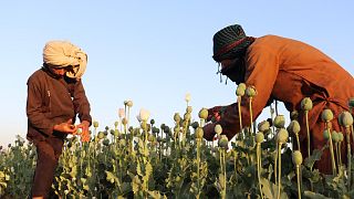 Granjeros cosechando el opio de la amapola en Afganistan