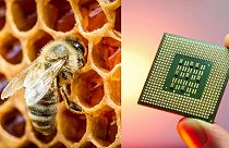 Gli scienziati stanno elaborando piani ad alta tecnologia per utilizzare il miele.