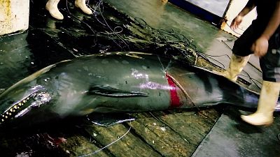 Graphic video of sharks and other fish being beaten and speared