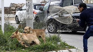 Tunisie : les chiens errants posent un dilemme d'abattage