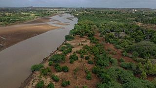 Kenyans heal devastated land with the power of mangroves
