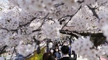 Visitantes caminan bajo un dosel de cerezos en flor en Seúl, Corea del Sur, el domingo 10 de abril de 2022
