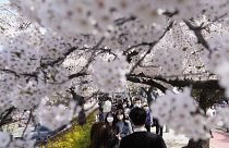 Visitantes caminan bajo un dosel de cerezos en flor en Seúl, Corea del Sur, el domingo 10 de abril de 2022