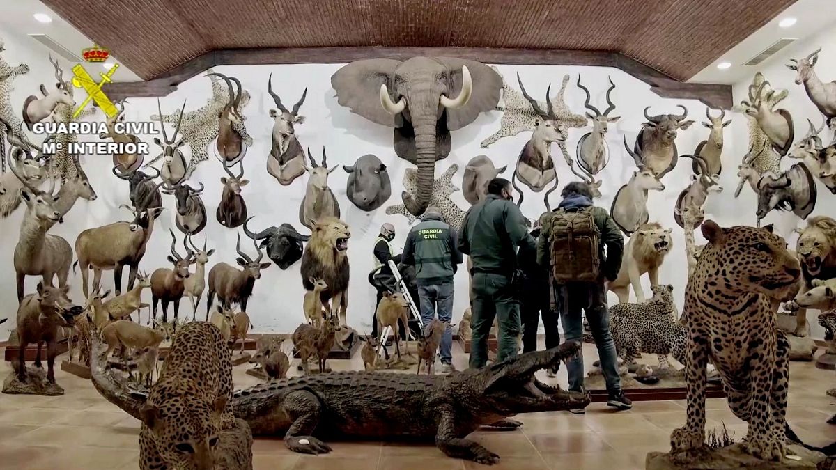 Police in Spain have seized one of the largest discoveries of taxidermy animals in Europe as they investigate potential smuggling.