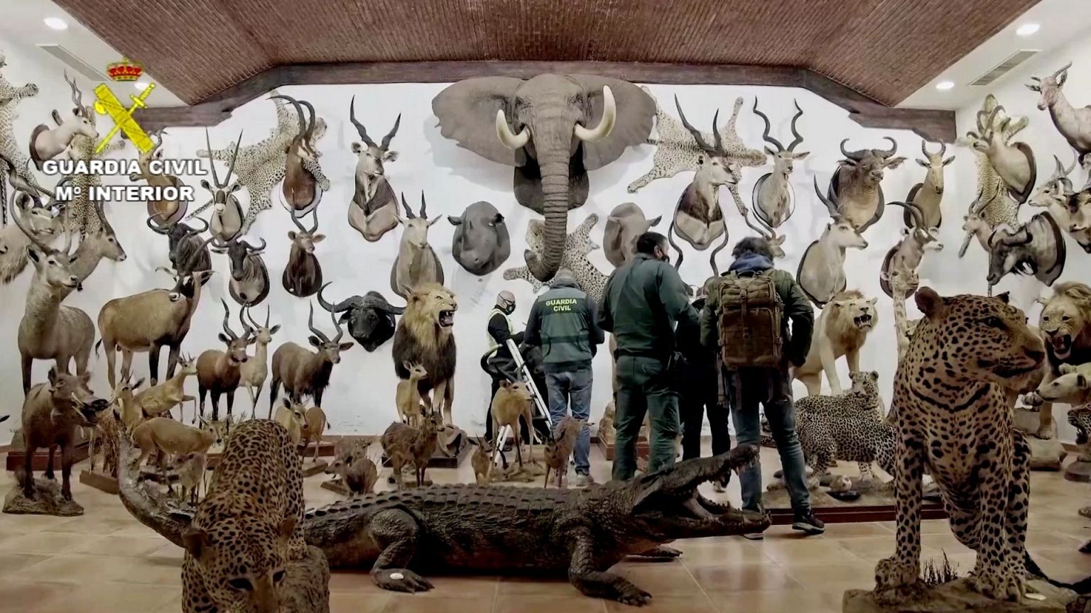 Stuffed lions and elephants seized in €29m taxidermy raid in Spain
