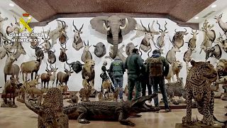 Police in Spain have seized one of the largest discoveries of taxidermy animals in Europe as they investigate potential smuggling.