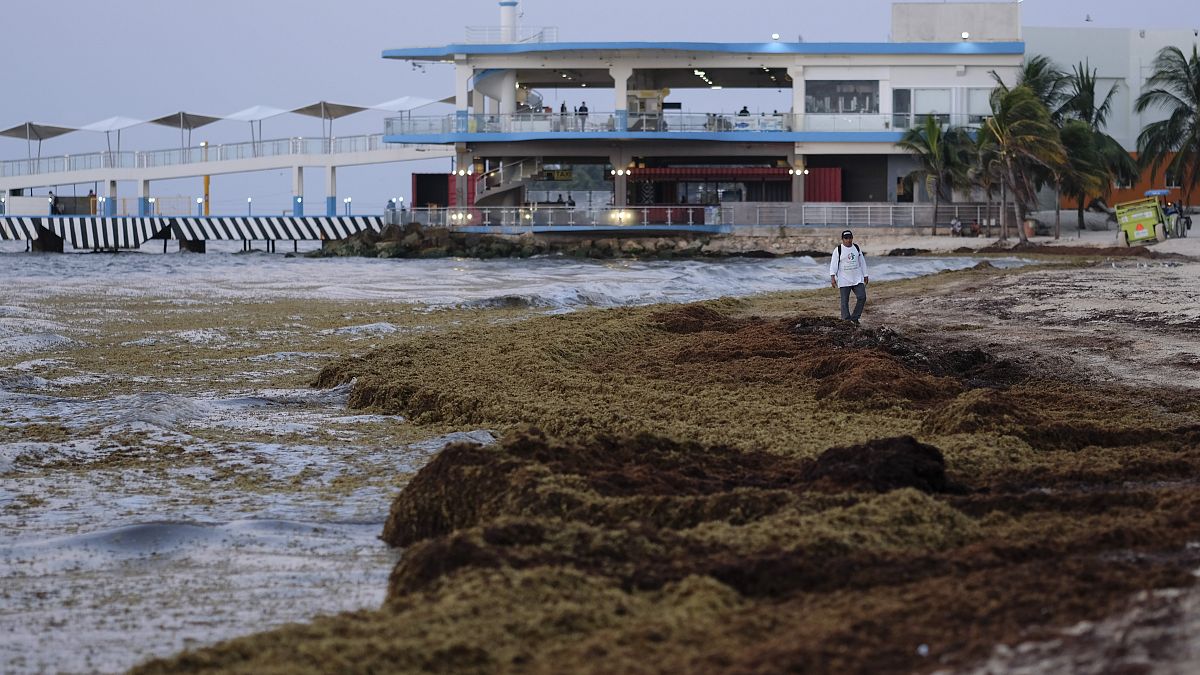 Playa cubierta de algas sargazo en Playa del Carmen, México, el miércoles 8 de mayo de 2019