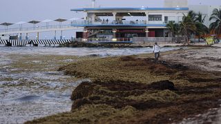Playa cubierta de algas sargazo en Playa del Carmen, México, el miércoles 8 de mayo de 2019