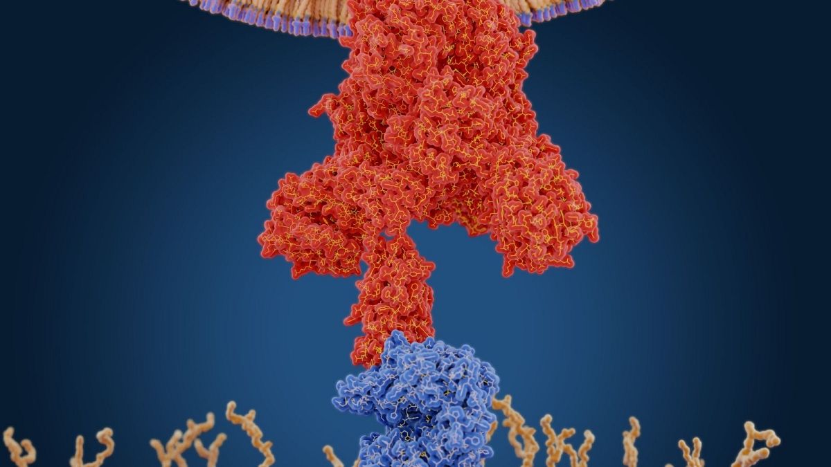 پروتئین سنبله، اکثر جهش‌های اصلی و تعیین‌کنندهٔ ویروس کرونا در این پروتئین رخ داده‌اند.
