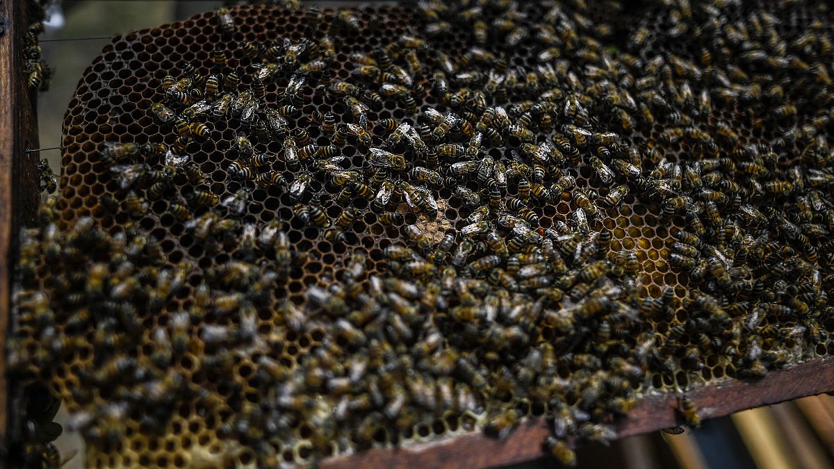 صورة من الارشيف-  نحل العسل على إطار قرص العسل، تشنغوي بلدية أوفجاس شمال بوغوتا، كولومبيا