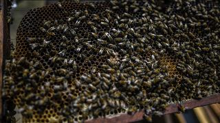 صورة من الارشيف-  نحل العسل على إطار قرص العسل، تشنغوي بلدية أوفجاس شمال بوغوتا، كولومبيا