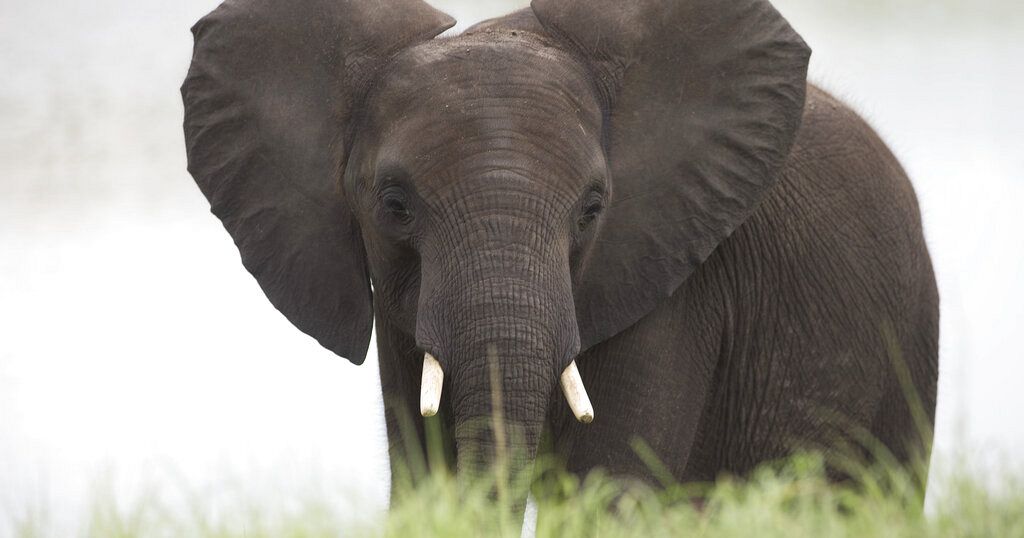 Elephant kills Colombian researcher in Uganda - Vimarsana News