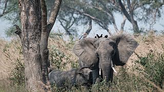 Ouganda : un chercheur colombien piétiné par un éléphant