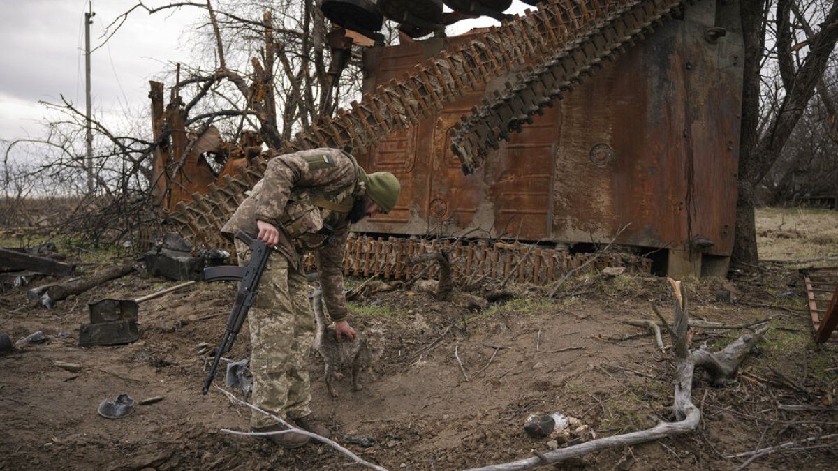 Un militaire ukrainien caresse un chat à côté d'un véhicule de combat russe détruit dans le village d'Andriïvka, en Ukraine, mercredi 6 avril 2022.