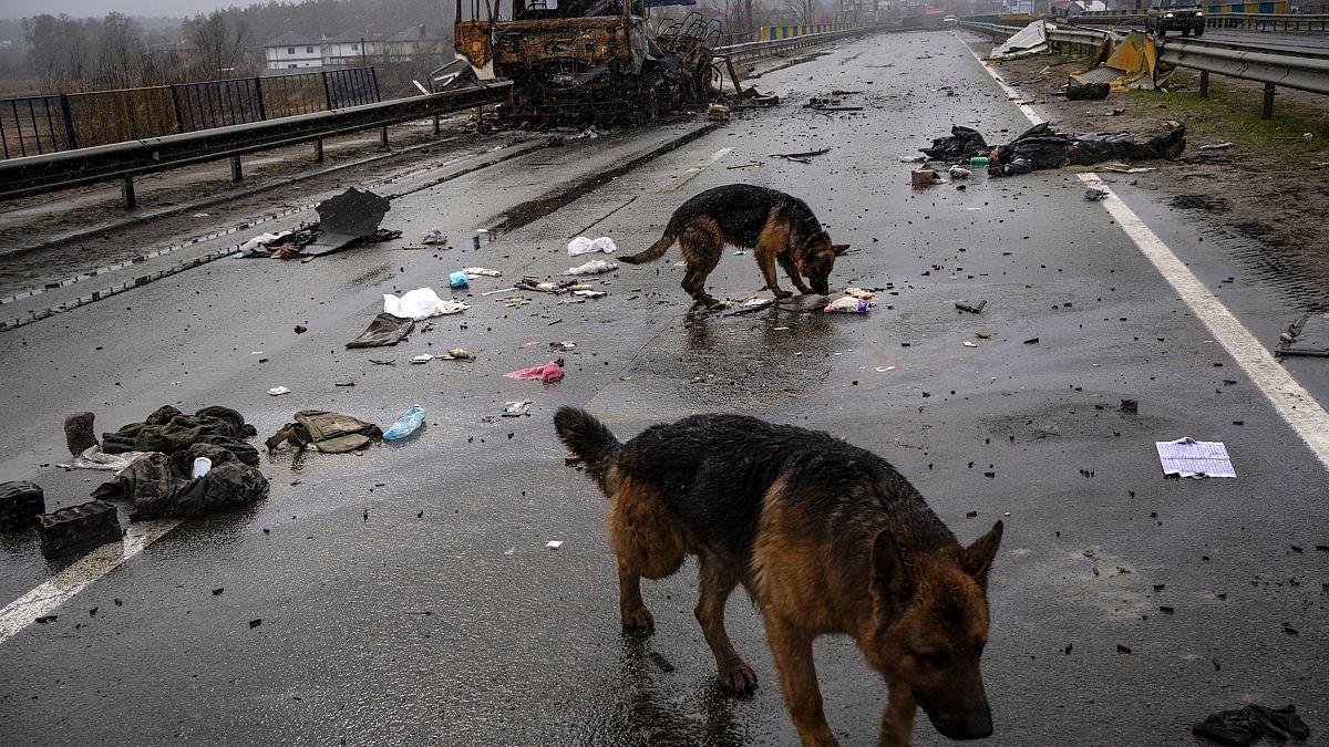 Unos perros buscan comida cerca del cadáver de un soldado ruso en Bucha, Ucrania, el 3 de abril de 2022. (