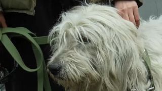Αδέσποτα σκυλιά στην Μποροντιάνκα, πόλη που ισοπεδώθηκε από τους ρωσικούε βομβαρδισμούς