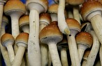 قارچ جادویی(Psilocybin mushroom/Magic mushroom)