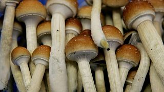 قارچ جادویی(Psilocybin mushroom/Magic mushroom)