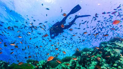 Scuba diving for disabled travellers is becoming a popular excursion in southern Thailand Scuba diving for disabled travellers is becoming a popular excursion in southern Thailand
