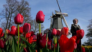حديقة الزهور الهولندية الشهيرة كوكنهوف. الثلاثاء 12 أبريل 2022.