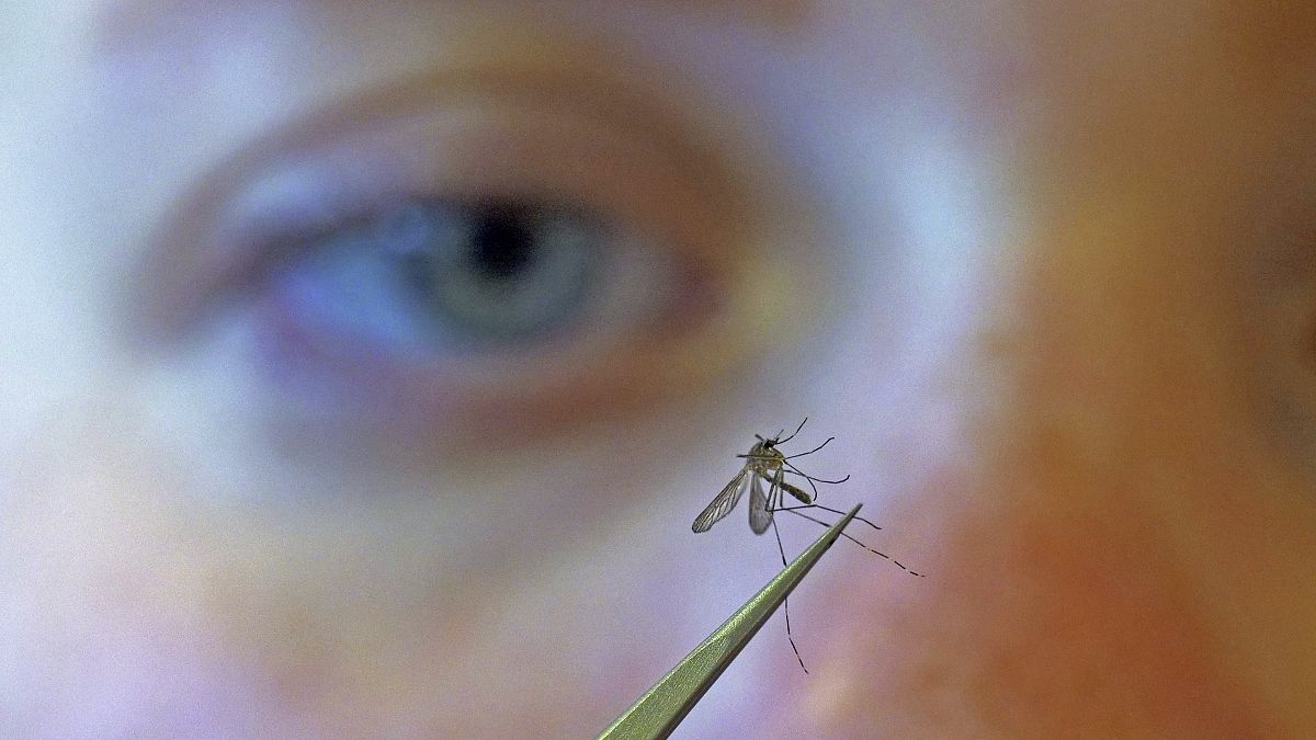 Çİn'de sivrisinekler hırsızı ele verdi