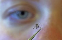 US-Biologe untersucht eine Mücke in Salt Lake City (August 2019)