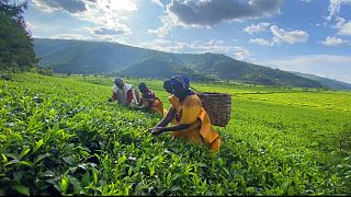 Rwanda : des exploitants deviennent propriétaires d'une usine de thé