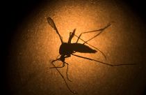 Researchers found the mosquito-borne Zika virus is quick to mutate