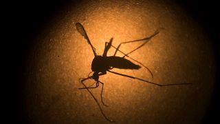 Researchers found the mosquito-borne Zika virus is quick to mutate