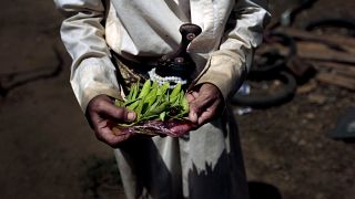 Мужчина держит халас – вьющуюся лиану с зелеными листьями – перед приготовлением пищи, Аслам, Хаджа, Йемен.