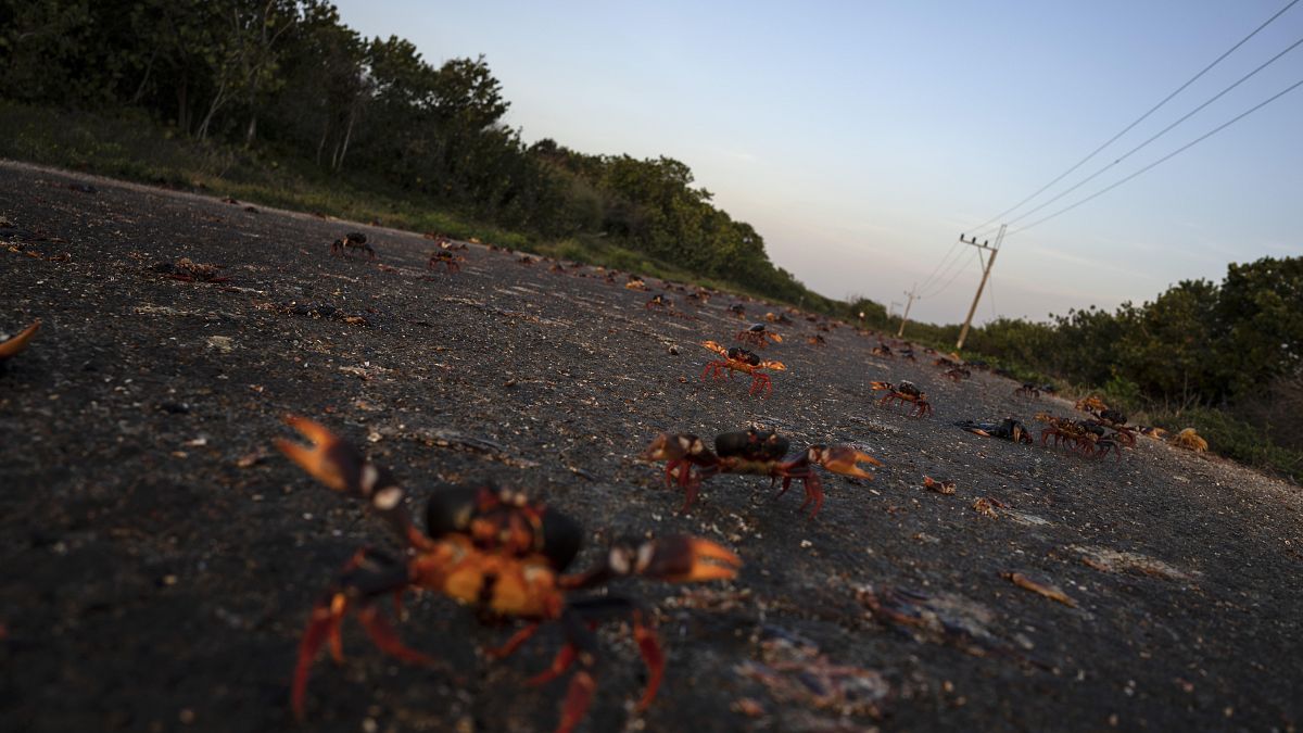 Des crabes traversent une route à Cuba