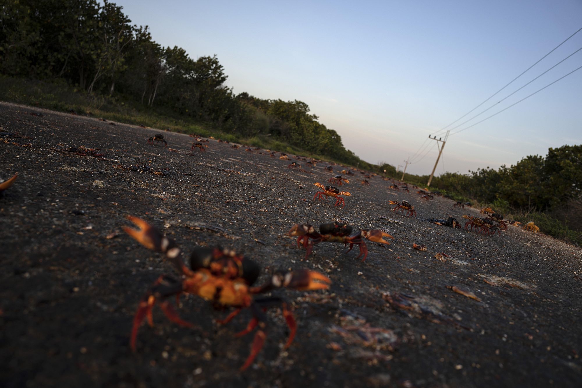 Vidéo. Des millions de crabes envahissent les routes à Cuba