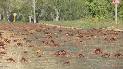 Road covered by crabs crossing.