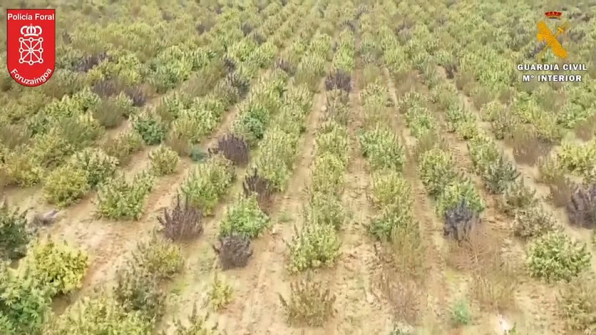 Toma aérea de una plantación de cannabis, 13/4/2022, Navarra, España