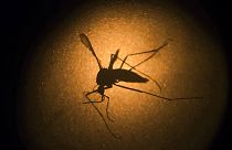 Araştırmacılar sivrisinek kaynaklı Zika virüsünün hızlı mutasyona uğradığını buldu