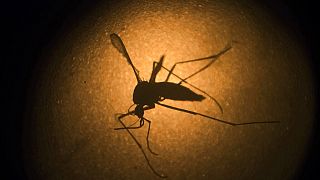 Araştırmacılar sivrisinek kaynaklı Zika virüsünün hızlı mutasyona uğradığını buldu