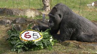 Gorilla „Fatou“ entdeckt die Geburtstagstorte