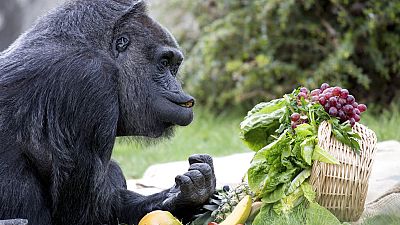 Fatou egy gyümölcskosárral