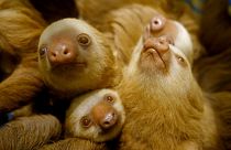 Baby sloths are cared for at the Jaguar Rescue Center in Costa Rica.