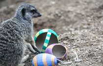 Meerkats at ZSL London Zoo enjoy Easter treats