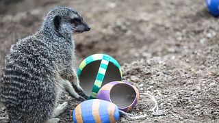 Meerkats at ZSL London Zoo enjoy Easter treats 