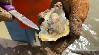 Senegal faces economic boom in Oyster farming