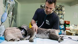 Koala sperm is being banked by scientists to ensure the survival of the species.