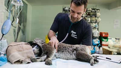 Koala sperm is being banked by scientists to ensure the survival of the species. Koala sperm is being banked by scientists to ensure the survival of the species.