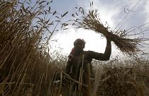 A villager harvests wheat in a suburb of Lahore, Pakistan, Thursday, April 14, 2022.